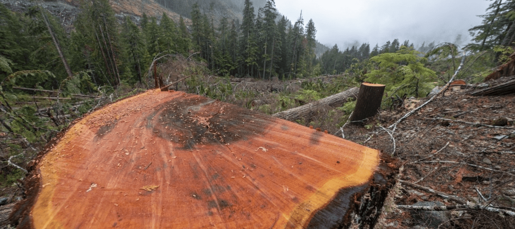 Old-growth Logging